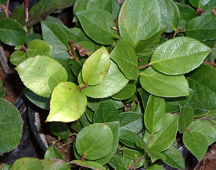 Pacific Northwest Native Plants